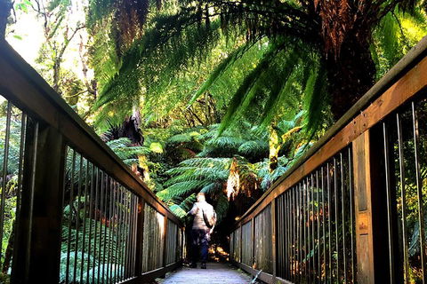 Small-Group Great Ocean Road And Twelve Apostles Full-Day Tour - Surfers Paradise Gold Coast 1