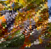 Full Day Tamar Valley Wine Tour - Surfers Paradise Gold Coast