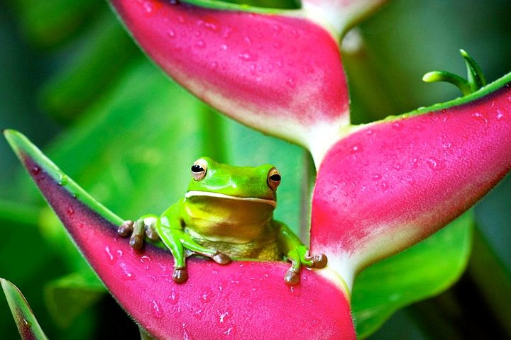 Mooroobool QLD Surfers Paradise Gold Coast