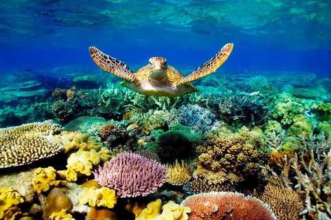 4-Day Cairns Ultimate Combo: Daintree Rainforest, Reef, Kuranda & Paronella Park - Surfers Paradise Gold Coast 3
