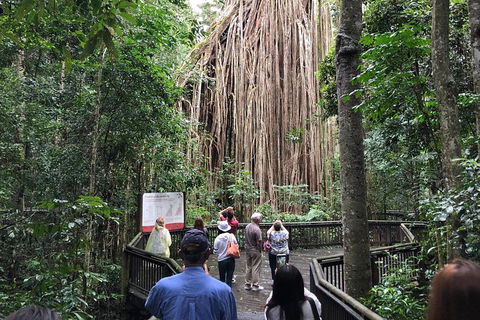 4-Day Cairns Ultimate Combo: Daintree Rainforest, Reef, Kuranda & Paronella Park - Surfers Paradise Gold Coast 5