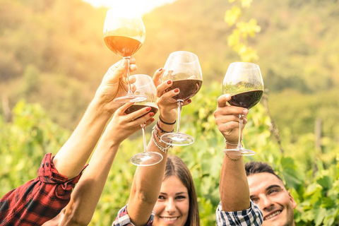 McLaren Vale Luxury Wine Tour - Surfers Paradise Gold Coast 2