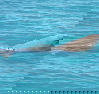 Snubfin Dolphin Eco Cruise from Broome - Surfers Paradise Gold Coast