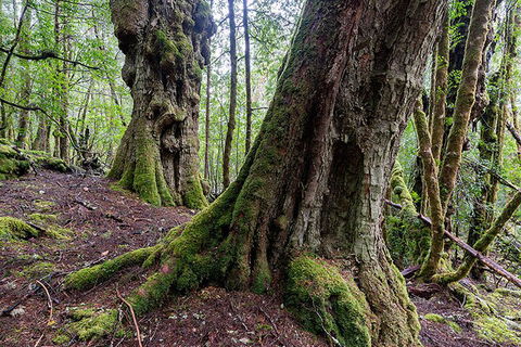 3-Day Cradle Mountain Photography Workshop - Surfers Paradise Gold Coast 1