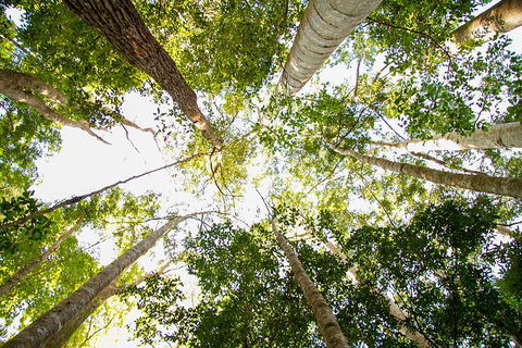 Fraser Island 4WD Tour From Noosa - Surfers Paradise Gold Coast 0