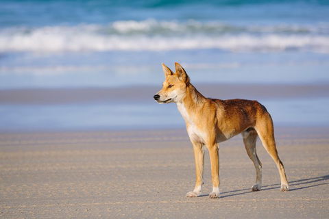 Fraser Island 4WD Tour From Rainbow Beach - Surfers Paradise Gold Coast 2