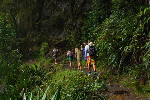 Glow Worms Private Tour - Nocturnal Rainforest Walk - Surfers Paradise Gold Coast 1