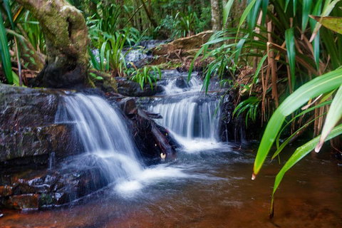 Glow Worms Private Tour - Nocturnal Rainforest Walk - Surfers Paradise Gold Coast 5