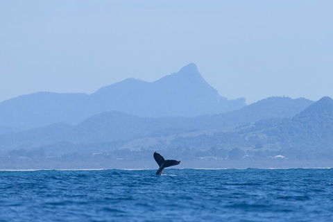 The Byron Bay Sea Kayak Tour - Surfers Paradise Gold Coast 0