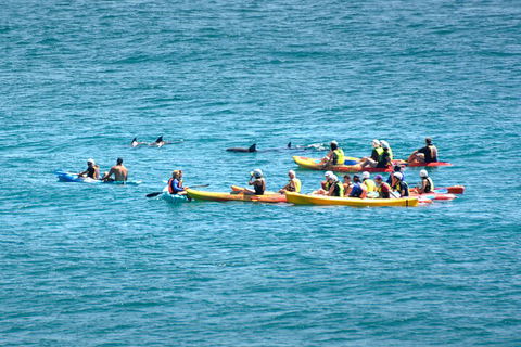 The Byron Bay Sea Kayak Tour - Surfers Paradise Gold Coast 1