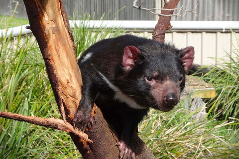 6-Day Tasmania Small-Group Guided Tour With Gourmet Food - Surfers Paradise Gold Coast 1