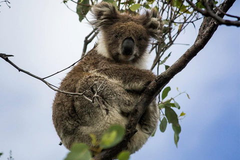 Phillip Island And French Island Wildlife Expedition - Surfers Paradise Gold Coast 3