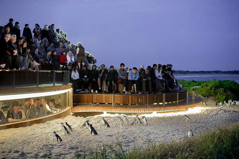 Phillip Island And French Island Wildlife Expedition - Surfers Paradise Gold Coast 5