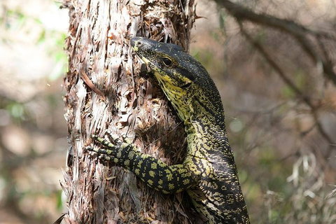 Byron Bay Hinterland Tour Including Rainforest Walk To Minyon Falls - Surfers Paradise Gold Coast 1