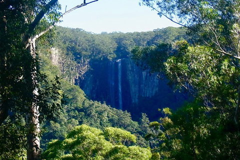 Byron Bay Hinterland Tour Including Rainforest Walk To Minyon Falls - Surfers Paradise Gold Coast 4