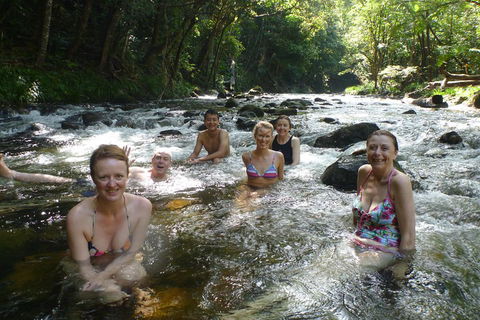 Daintree Rainforest, Cape Tribulation, Mossman Gorge Small-Group Day Tour - Surfers Paradise Gold Coast 0