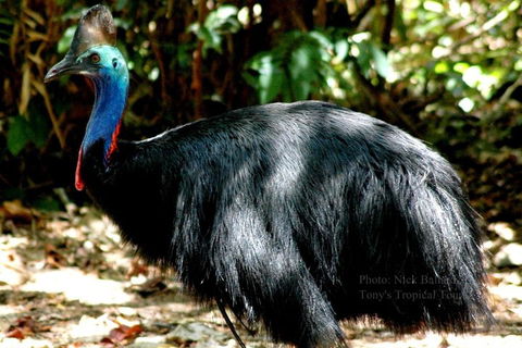Daintree Rainforest, Cape Tribulation, Mossman Gorge Small-Group Day Tour - Surfers Paradise Gold Coast 3