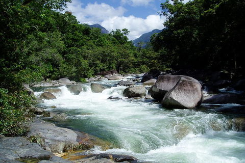 Daintree Rainforest, Cape Tribulation, Mossman Gorge Small-Group Day Tour - Surfers Paradise Gold Coast 5