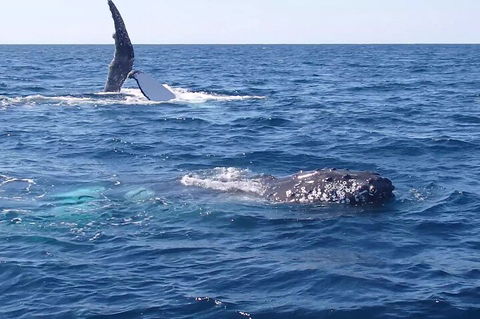 Noosa Whale Watching - Surfers Paradise Gold Coast 0