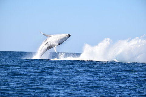 Noosa Whale Watching - Surfers Paradise Gold Coast 1