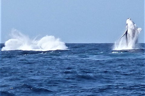 Noosa Whale Watching - Surfers Paradise Gold Coast 3