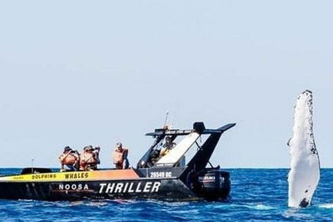 Noosa Whale Watching - Surfers Paradise Gold Coast 4