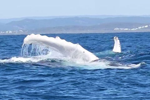 Noosa Whale Watching - Surfers Paradise Gold Coast 5