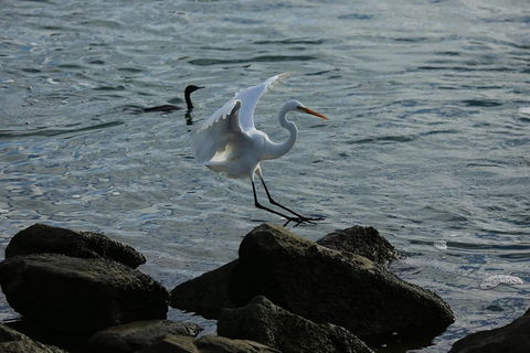 Kayak Tour In Adelaide Dolphin Sanctuary - Surfers Paradise Gold Coast 1