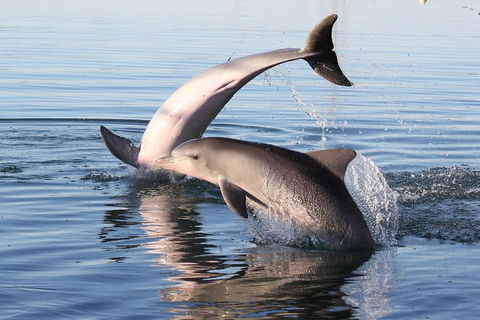Kayak Tour In Adelaide Dolphin Sanctuary - Surfers Paradise Gold Coast 5