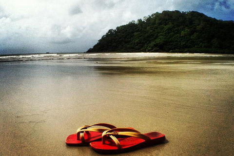 Daintree And Cape Tribulation Full Day Guided Tour - Surfers Paradise Gold Coast 4
