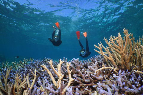 Silversonic Outer Great Barrier Reef Dive And Snorkel Cruise From Port Douglas - Surfers Paradise Gold Coast 4