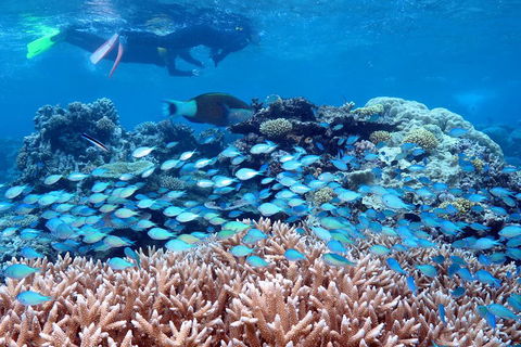 Silversonic Outer Great Barrier Reef Dive And Snorkel Cruise From Port Douglas - Surfers Paradise Gold Coast 5