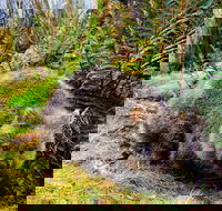 Cradle Mountain National Park Day Tour from Launceston - Surfers Paradise Gold Coast