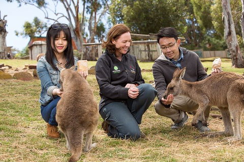 Bonorong Wildlife Park And Richmond Afternoon Tour From Hobart - Surfers Paradise Gold Coast 1