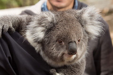 Bonorong Wildlife Park And Richmond Afternoon Tour From Hobart - Surfers Paradise Gold Coast 2
