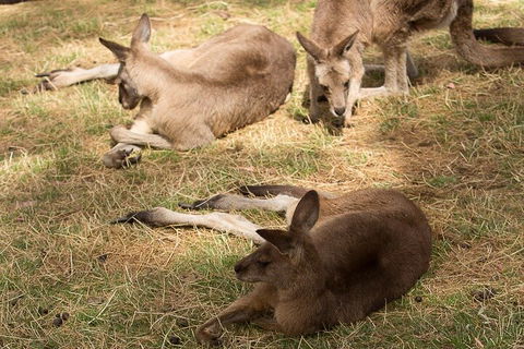 Bonorong Wildlife Park And Richmond Afternoon Tour From Hobart - Surfers Paradise Gold Coast 3