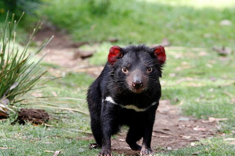 Bonorong Wildlife Park And Richmond Afternoon Tour From Hobart - Surfers Paradise Gold Coast 4