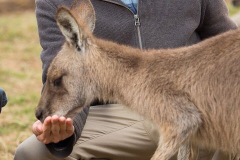 Bonorong Wildlife Park And Richmond Afternoon Tour From Hobart - Surfers Paradise Gold Coast 5