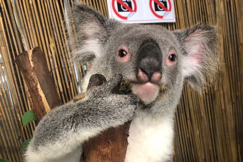 Kuranda Tour Deluxe Course With Kuranda 3 Zoos Or Free Course - Surfers Paradise Gold Coast 0