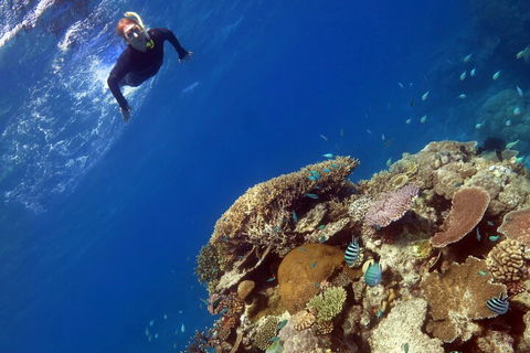 Silverswift Outer Great Barrier Reef Dive And Snorkel Cruise From Cairns - Surfers Paradise Gold Coast 3