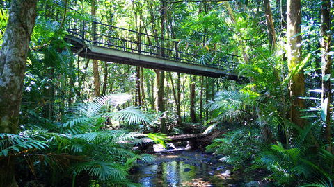 Double Pack-Ancient Rainforest And Waterfalls! - Surfers Paradise Gold Coast 0
