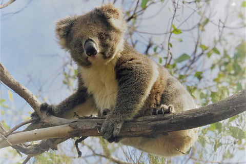 Kangaroo Island Scenic Trail Tour - Surfers Paradise Gold Coast 2