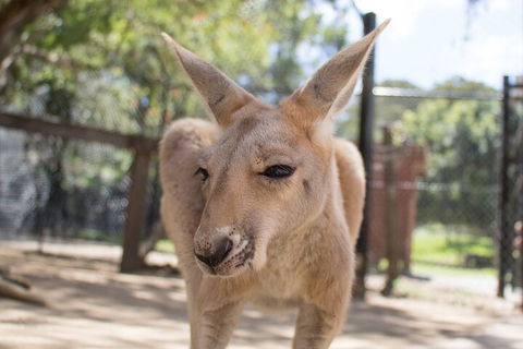 Currumbin Wildlife Sanctuary General Entry Ticket - Surfers Paradise Gold Coast 2