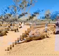 West MacDonnell Ranges Half-Day Small-Group Tour with Camel Ride - Surfers Paradise Gold Coast