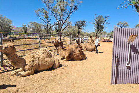 West MacDonnell Ranges Half-Day Small-Group Tour With Camel Ride - Surfers Paradise Gold Coast 0