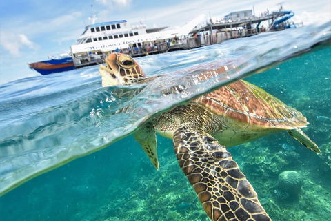 Scenic Helicopter Flight To Moore Reef And Return Snorkeling Cruise From Cairns - Surfers Paradise Gold Coast 0
