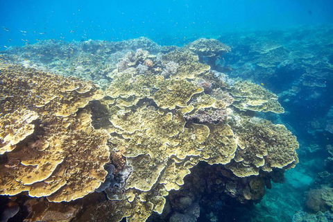 Scenic Helicopter Flight To Moore Reef And Return Snorkeling Cruise From Cairns - Surfers Paradise Gold Coast 2
