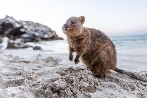 Rottnest Island All-Inclusive Grand Island Tour From Fremantle - Surfers Paradise Gold Coast 2