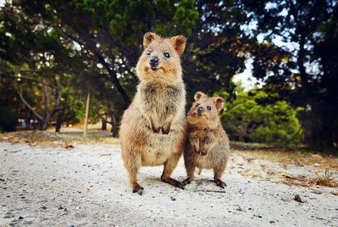 Rottnest Island All-Inclusive Grand Island Tour From Fremantle - Surfers Paradise Gold Coast 5