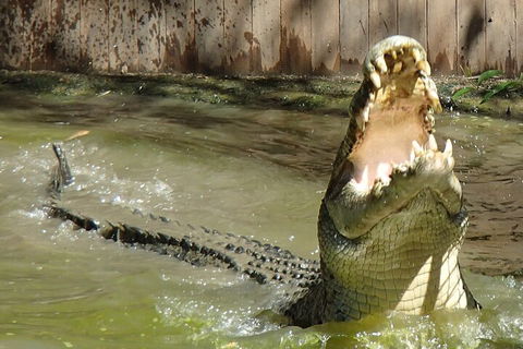 Hartley's Crocodile Adventures Day Trip From Palm Cove - Surfers Paradise Gold Coast 3